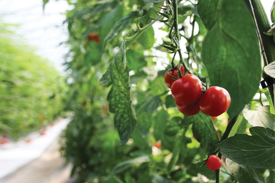 The Role of Trellis Twine and Clips in Vertical Farming