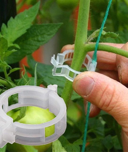 Tomatoe Clips