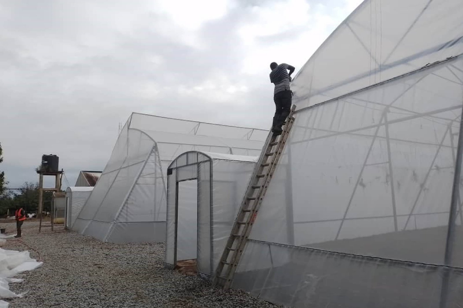 Renovated Greenhouse Structure with Upgraded Roofing Components  