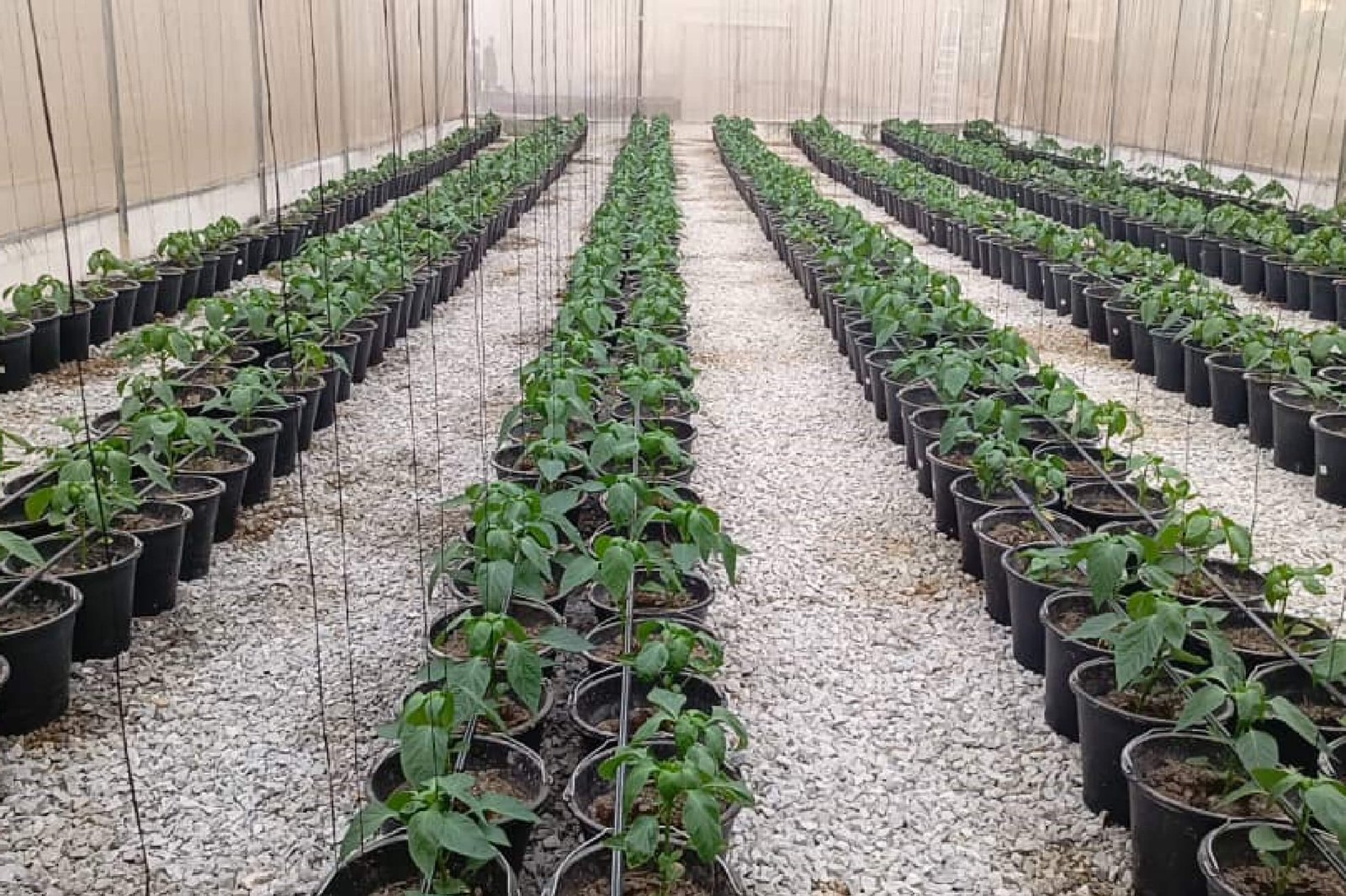 Fully functioning Greenhouse Equipped with Drip Irrigation and Agricultural Twine for Vertical Crop Training 