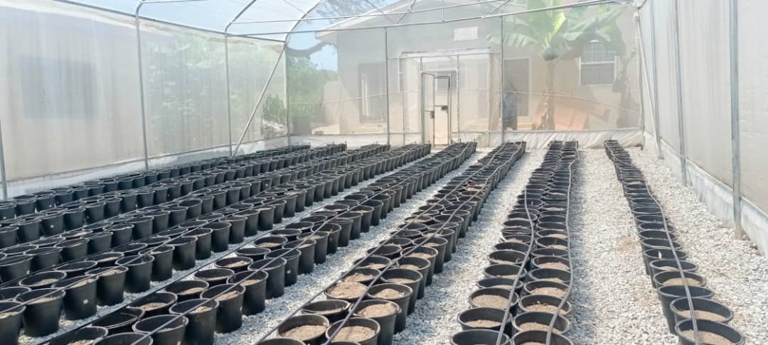 Cultivation-Ready Greenhouse Featuring Drip Irrigation Lines - Installer and Technician – John Bentil